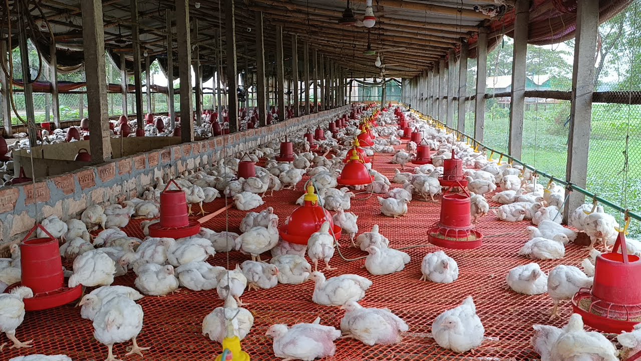 সহজ পদ্ধতি ব্রয়লার মুরগী কি ভাবে পালন করে 