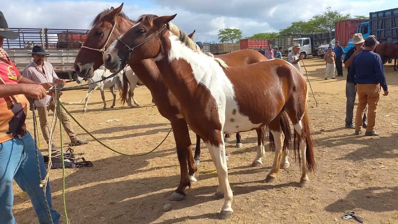 FEIRA DE CAVALOS EM CAMPINA GRANDE-PB 19-11-2025 ANIMAIS  DE 800 REAIS HOJE 