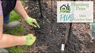 Planting Peas PLUS Mini Garden Tour - 🫛💚🫛💚🫛