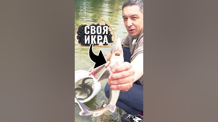 Получаем свою чёрную икру за 3 года. Стерлядь и осетровые гибриды в пруду #shorts #рыбы