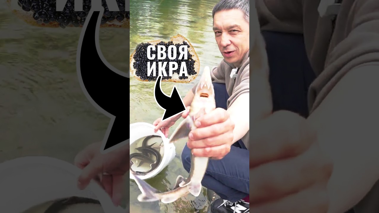 Получаем свою чёрную икру за 3 года. Стерлядь и осетровые гибриды в пруду #shorts #рыбы