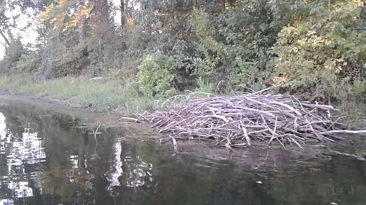 Awesome Water Moccasin Mating Dance YouTube Awesome Water Moccasin Mating Dance YouTube