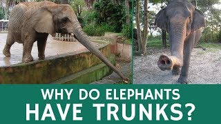 Why Elephants Have Trunks and Awesome Things They Can Be Used For by Animal facts by Datacube 4,857 views 6 years ago 1 minute, 43 seconds