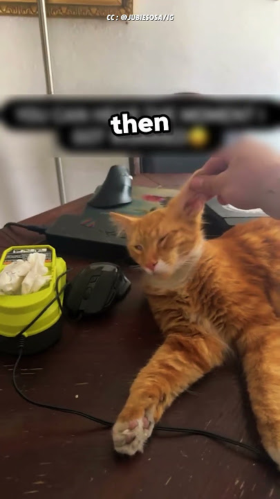 my cat (@jubiesosa on IG)