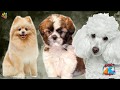 Apartman dairelerinde bakılabilecek en popüler köpek ırkları: Poodle, Morkie ve Pomeranian - Bölüm 1