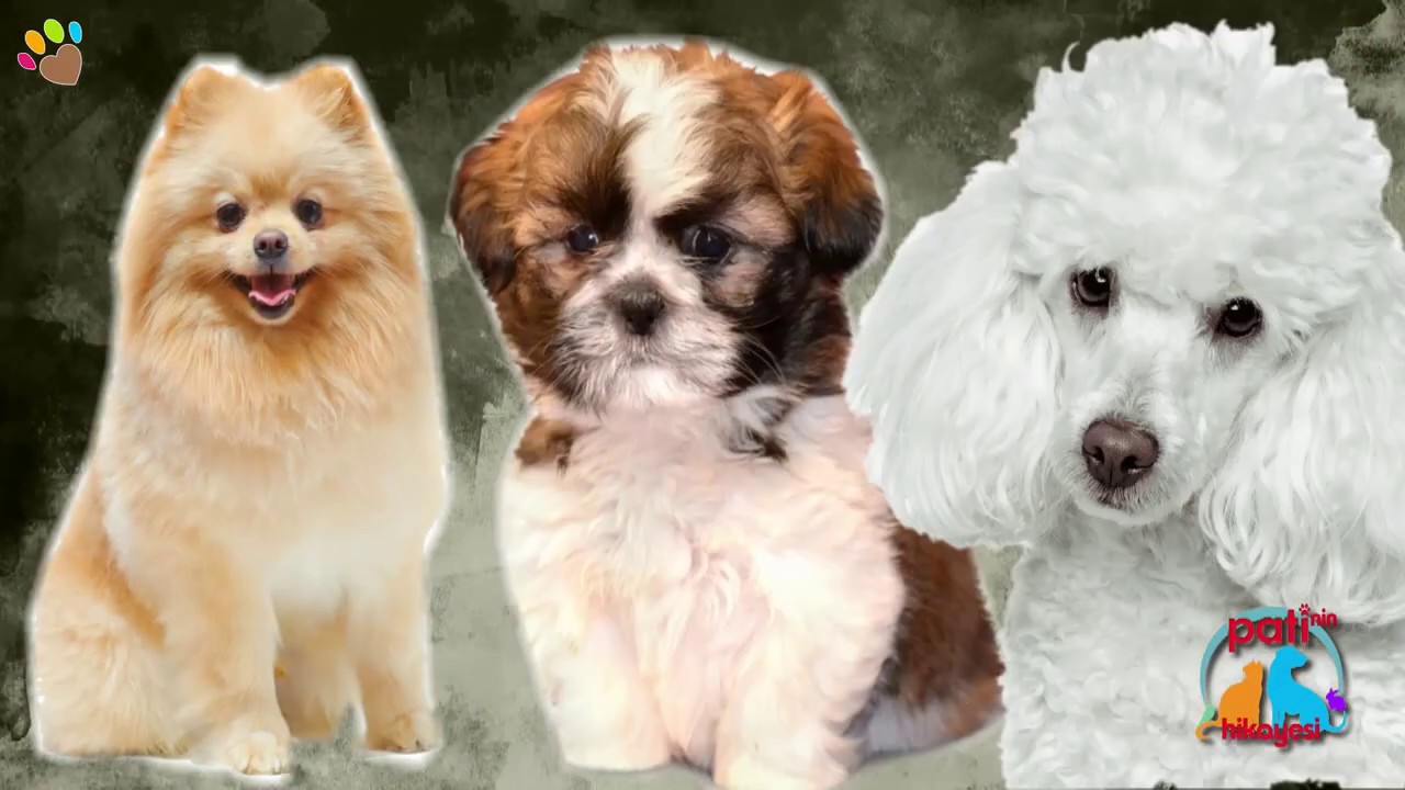 Apartman Dairelerinde Bakilabilecek En Populer Kopek Irklari Poodle Morkie Ve Pomeranian Bolum 1 Youtube