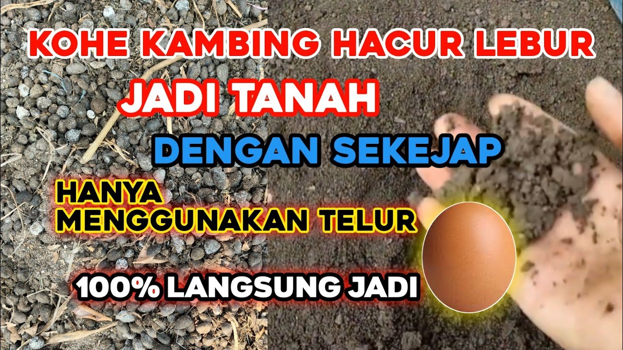 Trik baru‼️Cara cepat menghancurkan kohe kambing hanya cukup telur 100% terbukti