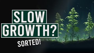 Slow Cannabis Growth? Diagnose & Fix! Resimi