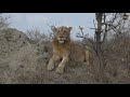 Mhangeni young male - safariLIVE 6/26/2019