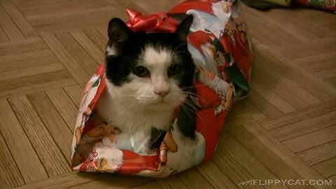How To Wrap A Cat For Christmas