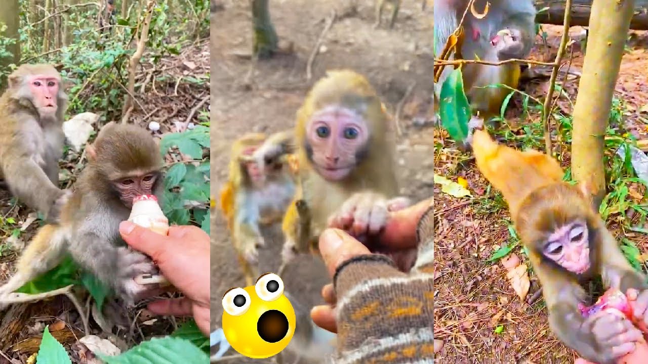 The baby monkey was so hungry and wanted to ask for food, but the mother monkey kept stopping him.