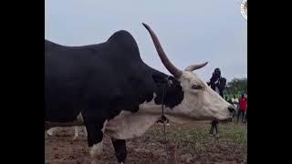 South Sudanese talking with a bull, Deng Abuk
