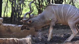 Bow hunt Africa with FFF Safaris. Big Kudu and other Plains Game Bowhunting  #bowhunting screenshot 4