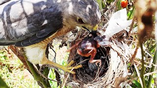 FALCON Smashes Out Sleeping Baby Bird || Falcon Attack | Sparrow Hawk | Juvenile peregrine falcon