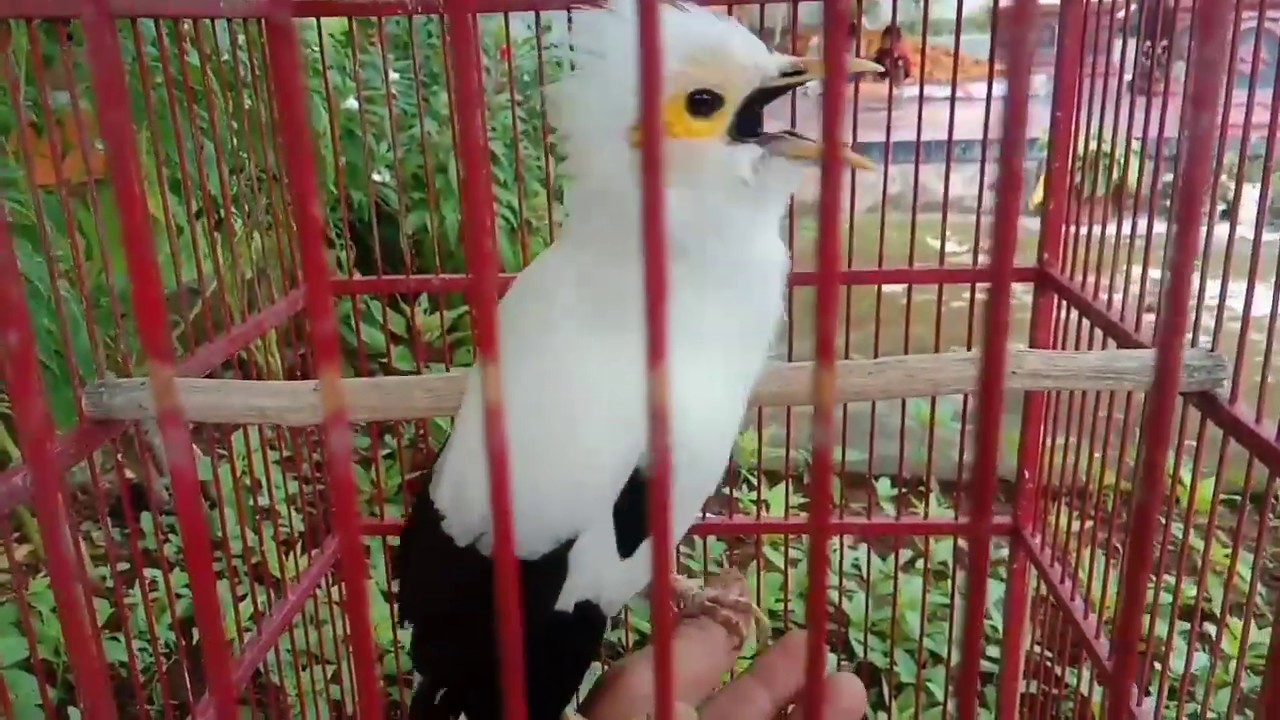 burung jalak putih gacor - gokil abis 