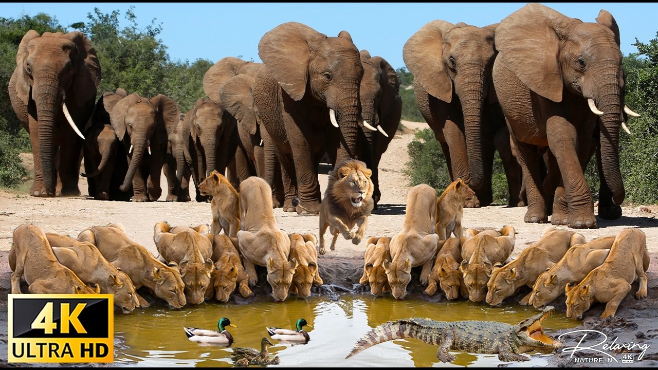 Addo Elephant National Park 4K | Majestic Elephants of South Africa | African Safari 4K