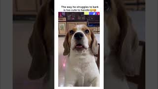 Beagle forgot how to bark #beagle #dog #cutestdogever #mustwatch #funnydogvideos #doodle #dogbark