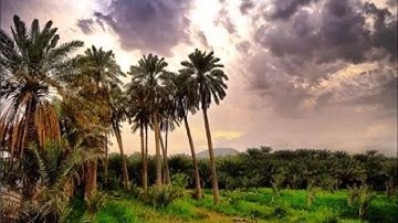 سورة المؤمنون كاملة بصوت القارئ الشيخ ابراهيم العسيري