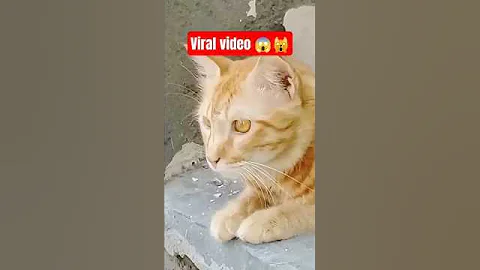 Watch the video about Play time cat video play time #viral 😎#cat video #cat #catvideos #short YouTube shorts #shortsfeed#