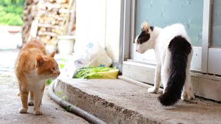 野良猫とちび　240527