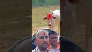गाय माता #cow #news #shortfeed #shorts #viral #viralvideo #dailyupdates #latest #latestnews #video