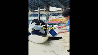 Orca paling pintar yang belum pernah kamu lihat 🐋 #shorts