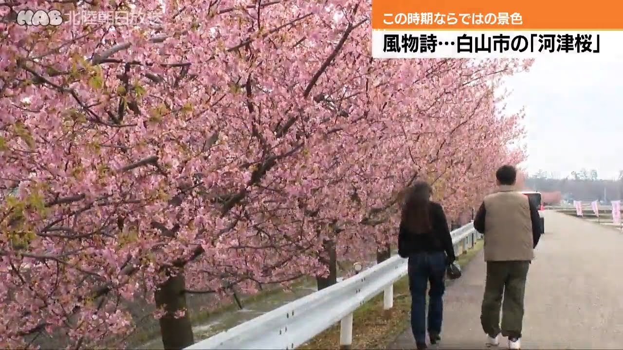 Kawazu cherry blossoms bloom in Hakusan City; approximately 50