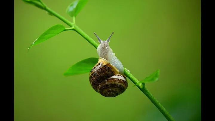 (Interesting information of Snail) #snails #snail