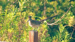 Road Runner Eating Lizard!!