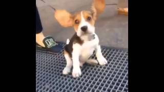 Самые прикольные и веселые собаки Бигль. TOP Funniest Beagle Videos