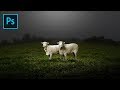 Learn basic digital imaging  photoshop manipulation for beginner  two sheep