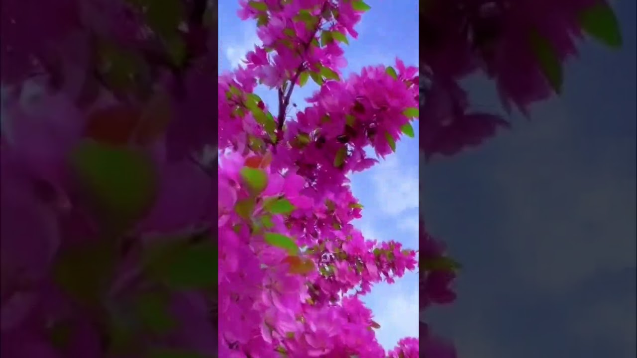 Прекрасная весна. Beautiful spring. 