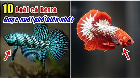 10 loài cá betta được nuôi phổ biến nhất |10 Types of Betta Fish