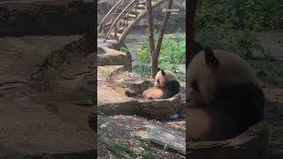 Look at this panda just taking a bath 😂😍 #panda #animals #cute #funny #fyp
