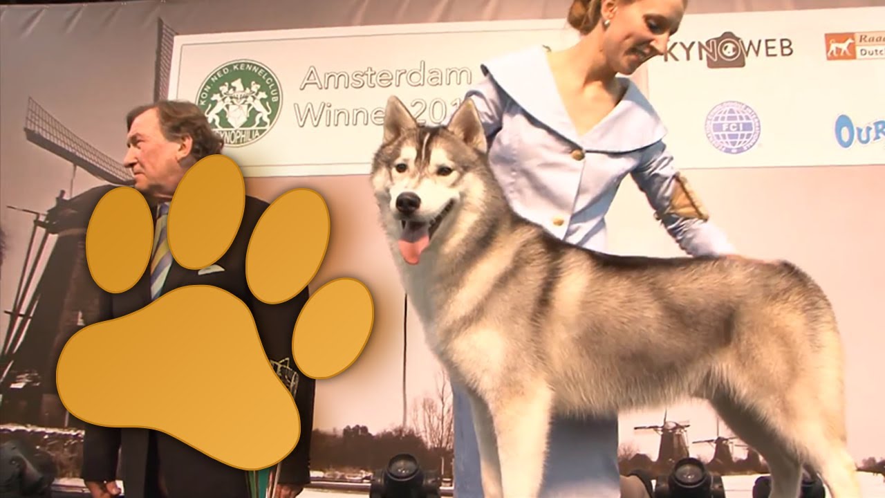 Amsterdam Winner 2013 Best Youth dog of the day 14 december 2013