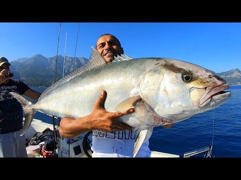 Bu Balığın Kaç Kilo Geldiğine İnanamayacaksınız !! / Giant Amberjack