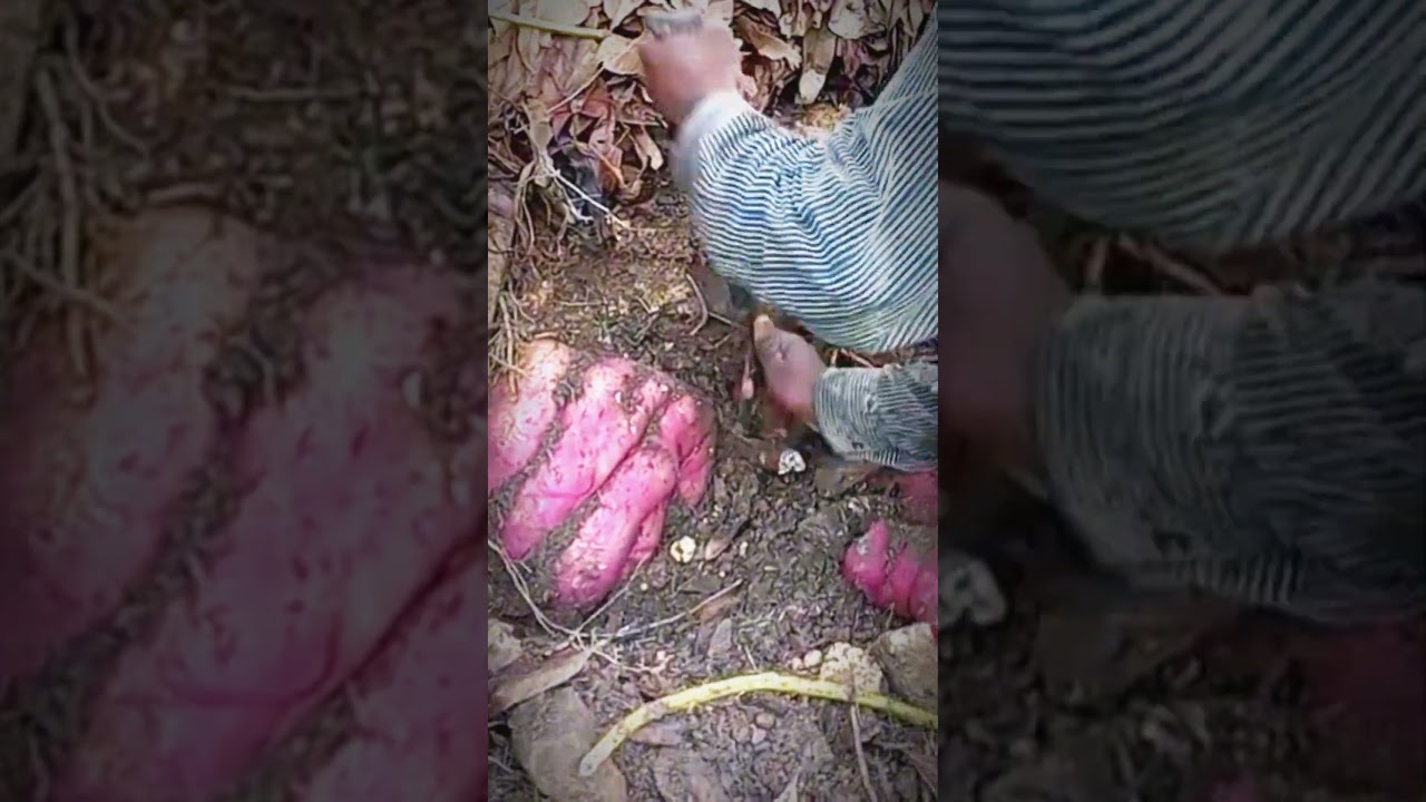 Unbelievable! Found a Giant Purple Potato in the Farm Soil by Hand 😱 | Village Life | 