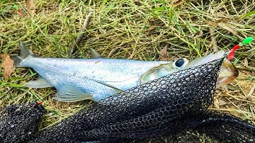 Câu lure cá ngão, cá thiểu bằng thẻo lông và mồi lure