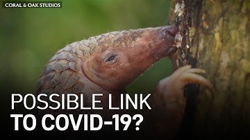 Endangered ‘Pangolin’ a Possible Link in Spread of COVID-19