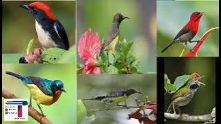 Tiếng Hút mật chim tổng hợp ( 5 màu, xác pháo, ốc mít, xanh tím, tía ô, đổ quyên, sâu dừa,...)