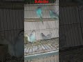 Day 25 Babies very healthy. #বাজরিগার_পাখি #birds