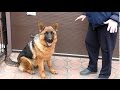 Неудержимый Амир. Щенок Немецкой овчарки 8 месяцев. Irresistible Amir. Puppy German Shepherd.