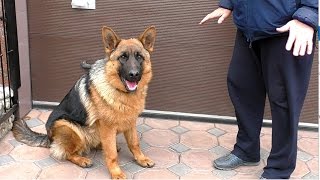 Неудержимый Амир. Щенок Немецкой овчарки 8 месяцев. Irresistible Amir. Puppy German Shepherd.