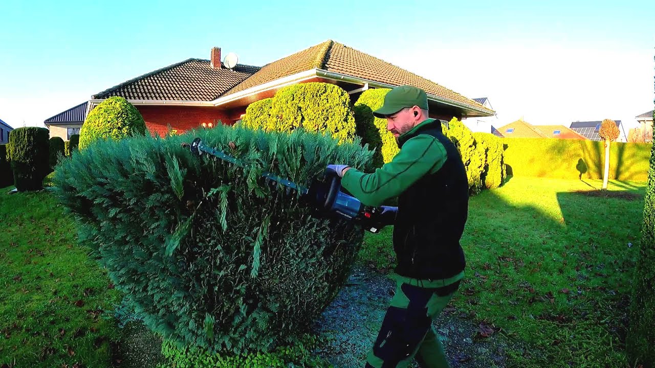 ⁣PRUNING Blue False Cypress with the BEST Hedge Trimmer 18v MAKITA