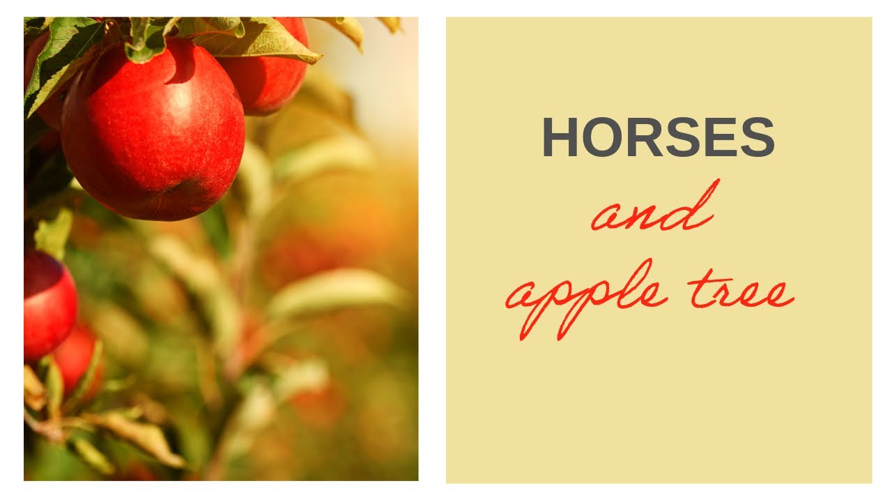 Horses in different countries