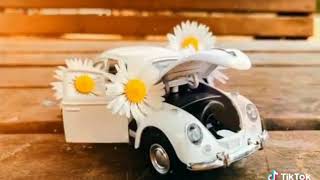 Kır - Papatyası - 3