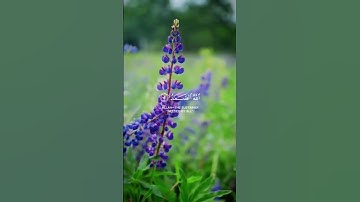 سورة_الإخلاص_بصوت_أحمد_خضر