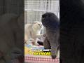reaksi kucing minta maaf paling lucu #viral #hewan