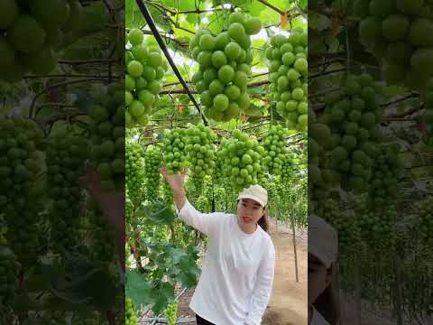 Shine Muscat Grape Seedlings #satisfying #short