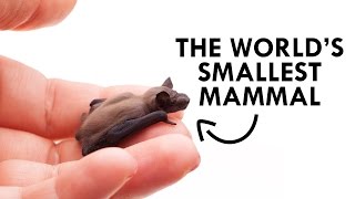 The Bumblebee Bat is the World's Smallest Mammal